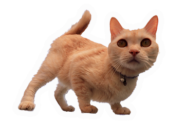 あーりおーるの猫メリィ