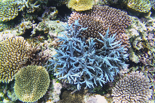 野底の海の珊瑚
